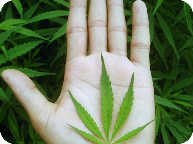 Main tenant délicatement une feuille de cannabis, symbolisant la réflexion autour de la dépendance et des solutions d’accompagnement proposées par LaserAddict Suisse pour retrouver équilibre et liberté.